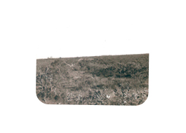 Closed Cerrado (savannah vegetation). 1973