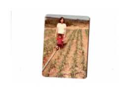 1st Garlic Plantation. 1980. Helena. Koji.